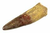 Real Fossil Spinosaurus Tooth - Huge Dinosaur Tooth #346751-1